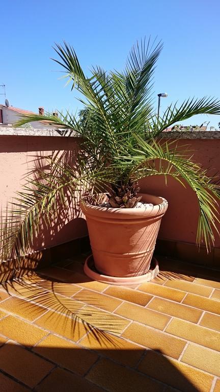 Licul Apartment Rovinj Rum bild