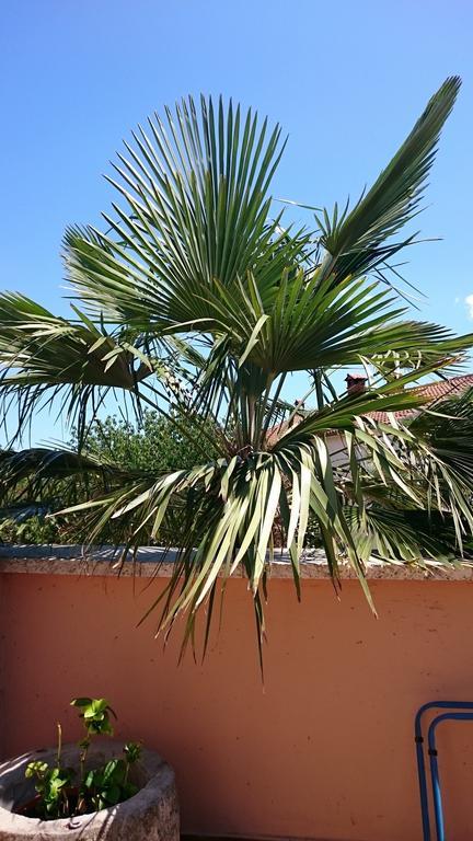 Licul Apartment Rovinj Rum bild
